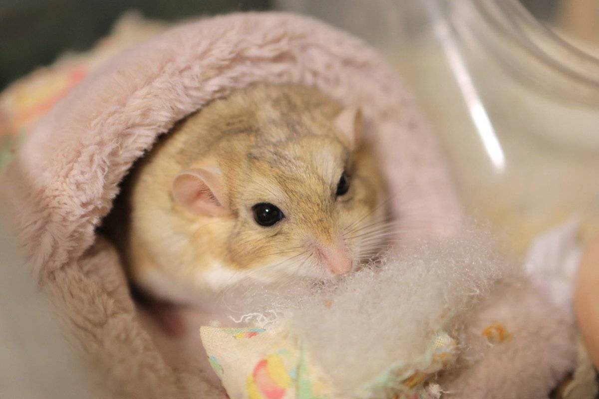 ゆっこ🐭ねずみの雑貨屋CLOVER🍀 (@nezumi3illust) / Posts / X