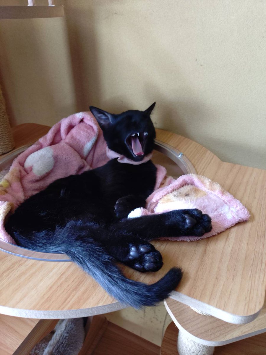 ロケットミサイル兵 tweet media