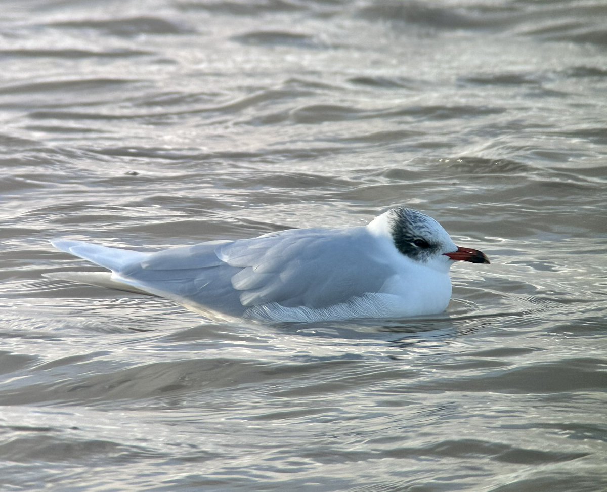 SteveOnHilbre's tweet photo. The adult winter #MediterraneanGull on #WestKirby Marine Lake this lunchtime #WKML โ๏ธ๐ฅถ https://t.co/5LsEVvLxBy