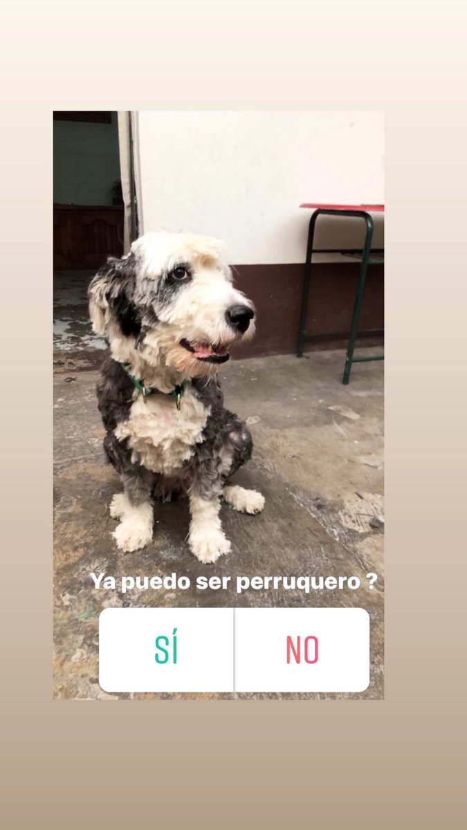 UnTaLBaruch's tweet photo. En la pandemia fuiste víctima de mi aburrimiento y te corté el pelo a tijerazos XD https://t.co/d8LkQ2ix5z