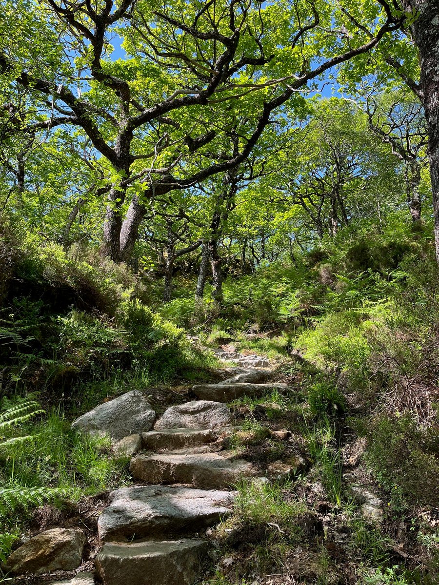 Alliance for Scotland's Rainforest tweet media