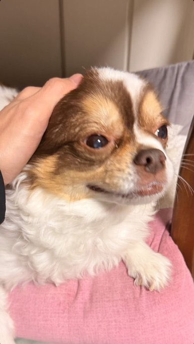 highlight486_'s tweet image. Yoseob’s wife✨💛