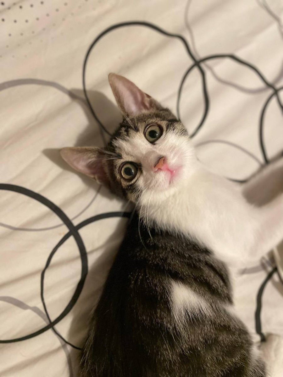 Bu iki oğlana yuva arıyoruz. 4,5 aylıklar. Çok küçükken 5 kardeş hasta bulundular. İkisi hayatta kaldı. Fakat geçici ev sahibi yakında yurtdışında taşınacak. Sokağı bilmiyorlar. İstanbul çok acil.