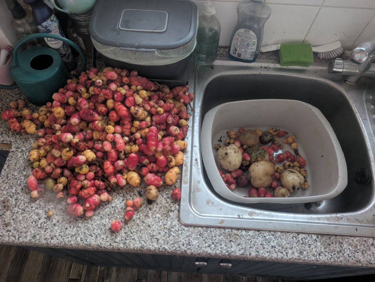 Some people dislike winter however frosts can sweeten up root veg like oca(as pictured below). It can also kill pests!

Digging up these colourful gems in late December/January proves that you can harvest in Winter!

#veg #exoticveg #oca #gardening
