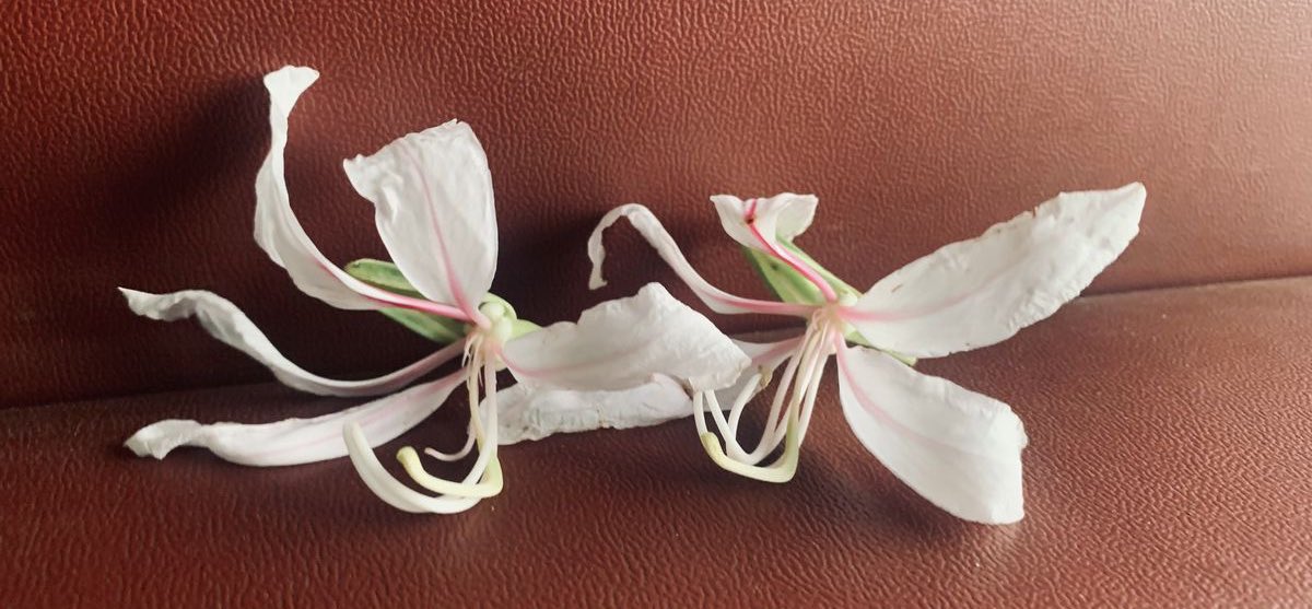 ِ (@controdicting) on Twitter photo 