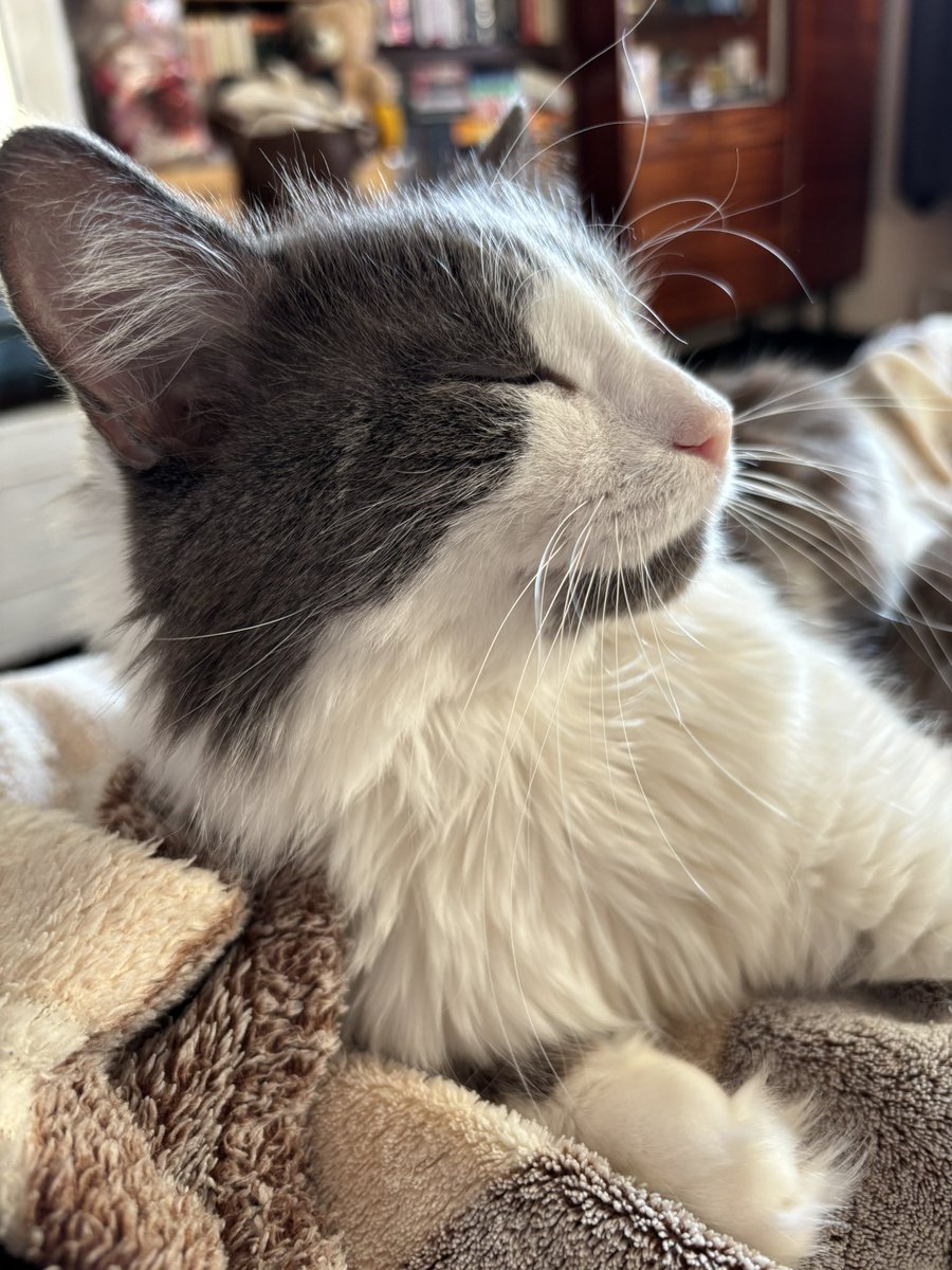 ilonash3's tweet image. Красивый кот Сократ ❤️