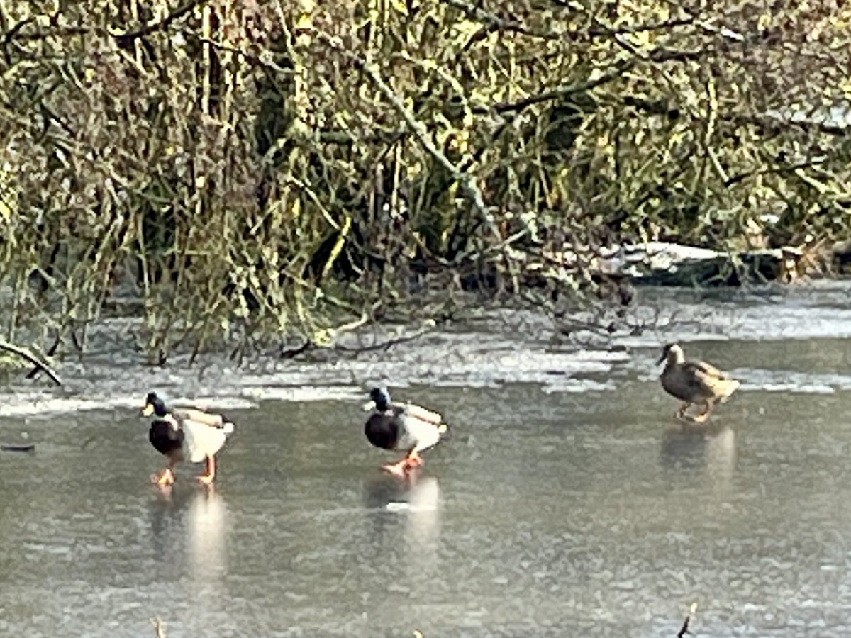 Ducks walking on water… at the #Banteer pond today. 

5/1/26