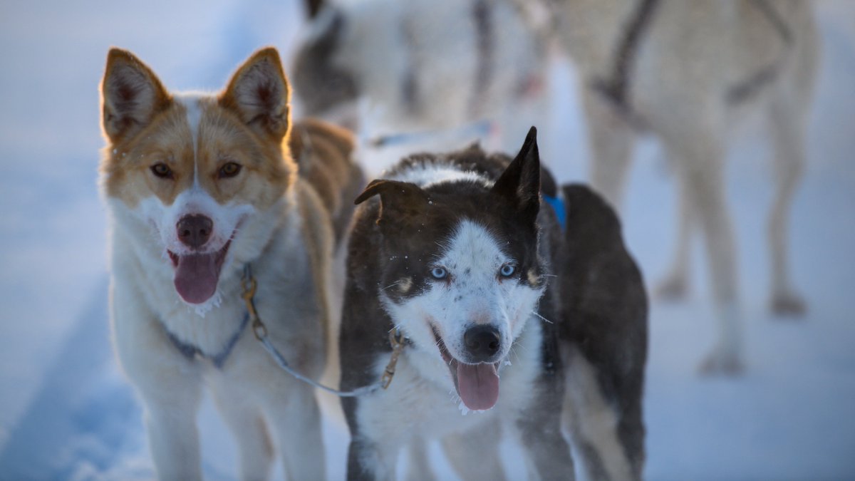 Transun's tweet image. Although Christmas and the festive period are over, the magic doesn't have to be... ❄️ There's still time to book an Arctic Spirit escape with us and turn the start of your New Year into an adventure you'll never forget. 🤍 Discover more 👉 transun.co.uk/collection/arc…