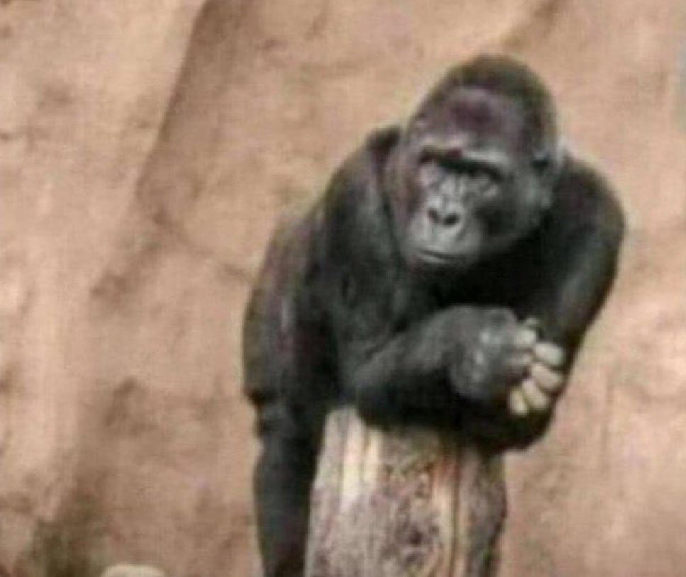 Milito177's tweet image. “Fresh graduates complaining about unemployment”

Class of 2012: