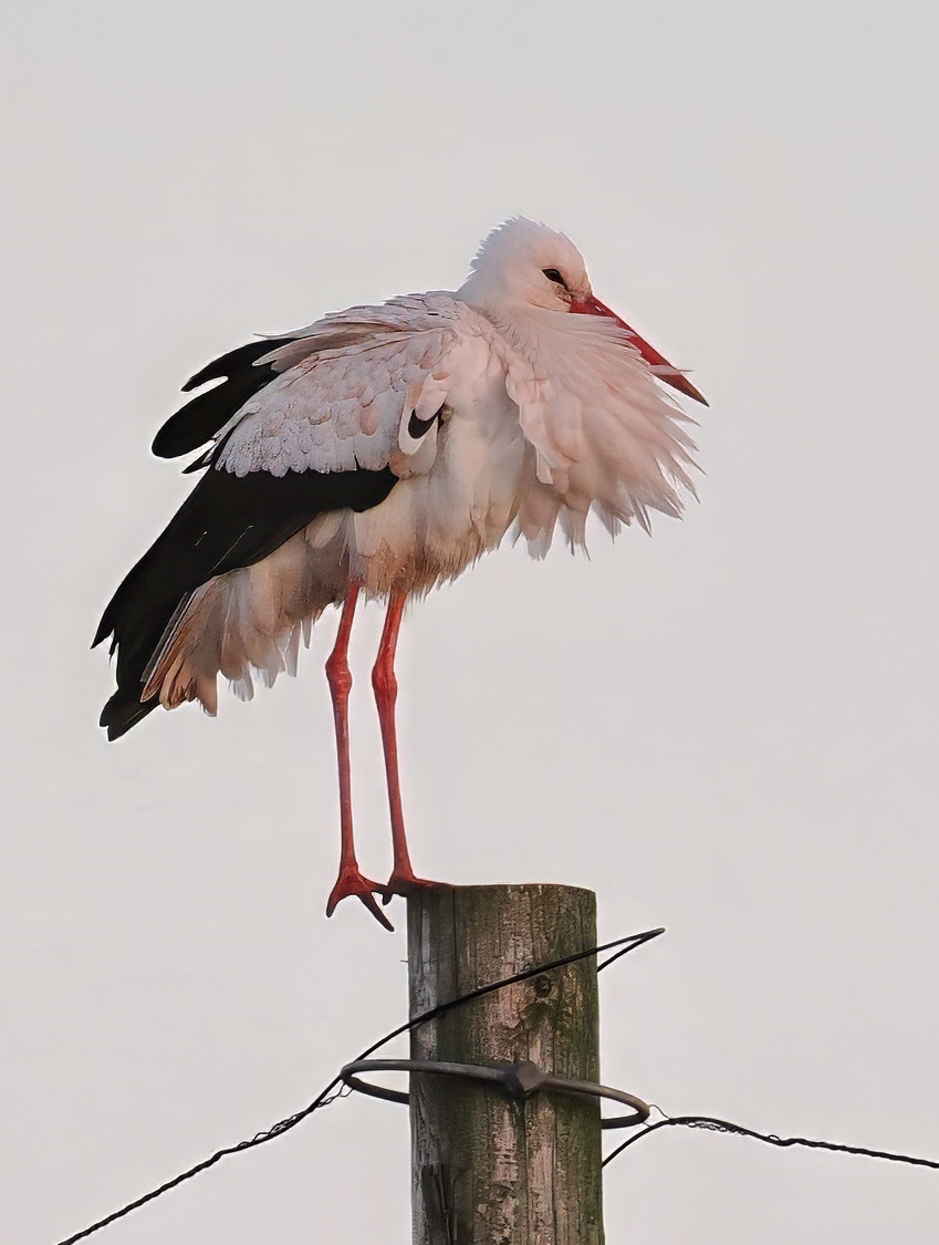 Neill Hunt tweet media