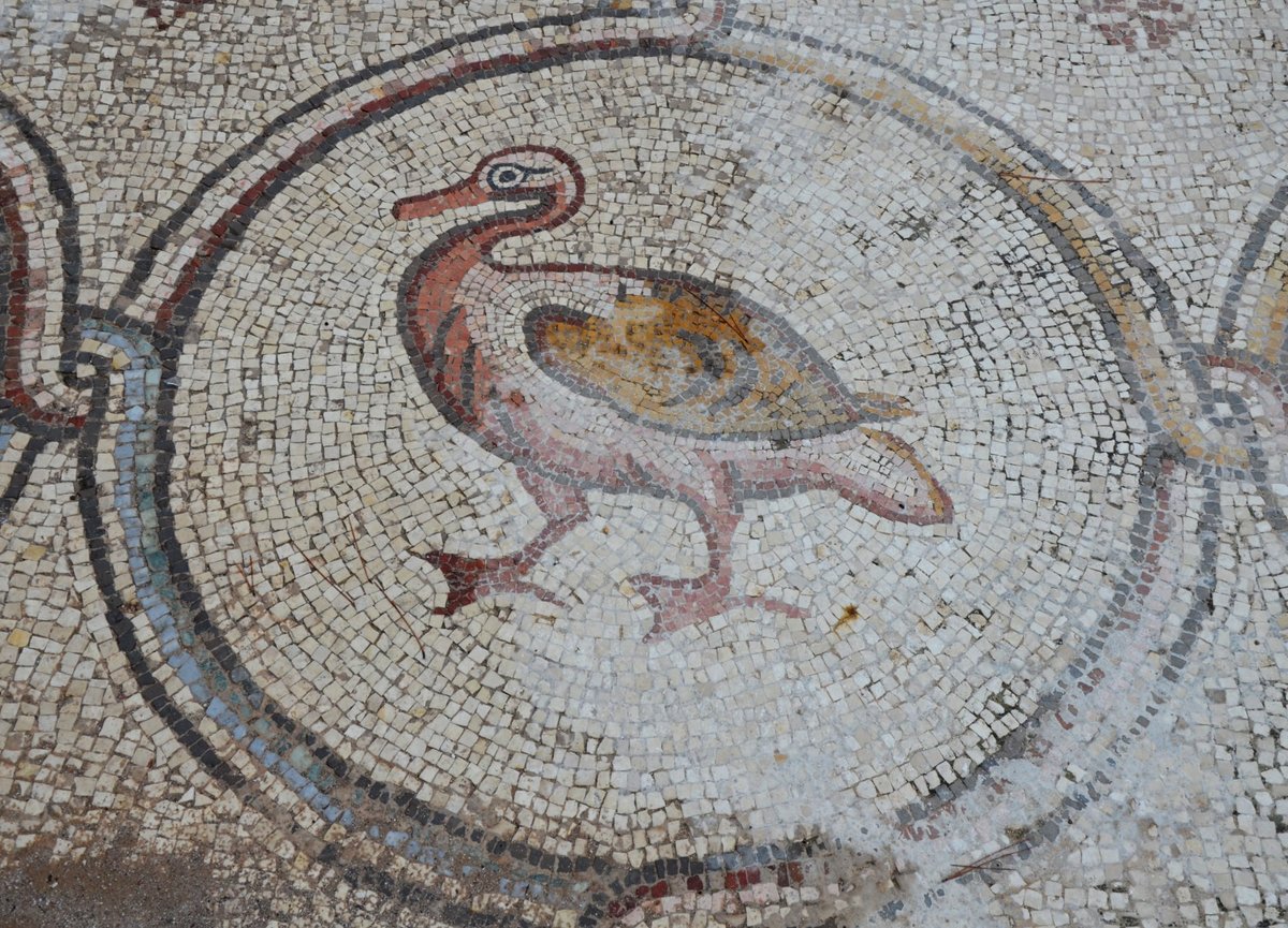 carolemadge's tweet photo. #NationalBirdDay - The “Bird Mosaic” from Caesarea, Israel. Each of its 120 medallions contains a bird. 🦜🦚🦢🪿🦆🐦‍⬛Eleven different species are shown, including flamingoes, ducks, peacocks, partridges, guineafowls, ibises, geese, pheasants and pelicans. Some other birds appear to be fanciful.
https://t.co/ZVpM2Exxsq
