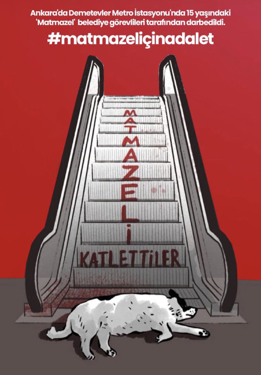 bsrcaglar's tweet photo. Savunmasız bir canın dövülerek öldürülmesi münferit değil; bu ülkede hayvanları koruması gereken yasalar işlemediği,denetim yapılmadığı ve failler cezasızlıkla ödüllendirildiği için bu vahşet tekrar ediyor.Şiddet, siyasi iradenin sessizliğiyle cesaret buluyor.#matmazeliçinadalet https://t.co/yoPjsTOq8D