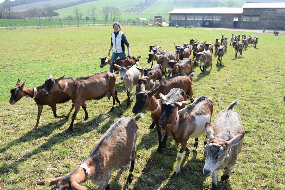Telepac 2026 : il est temps de demander l'aide caprine en métropole, en Corse et dans les départements d'outre-mer dlvr.it/TQ9LCs