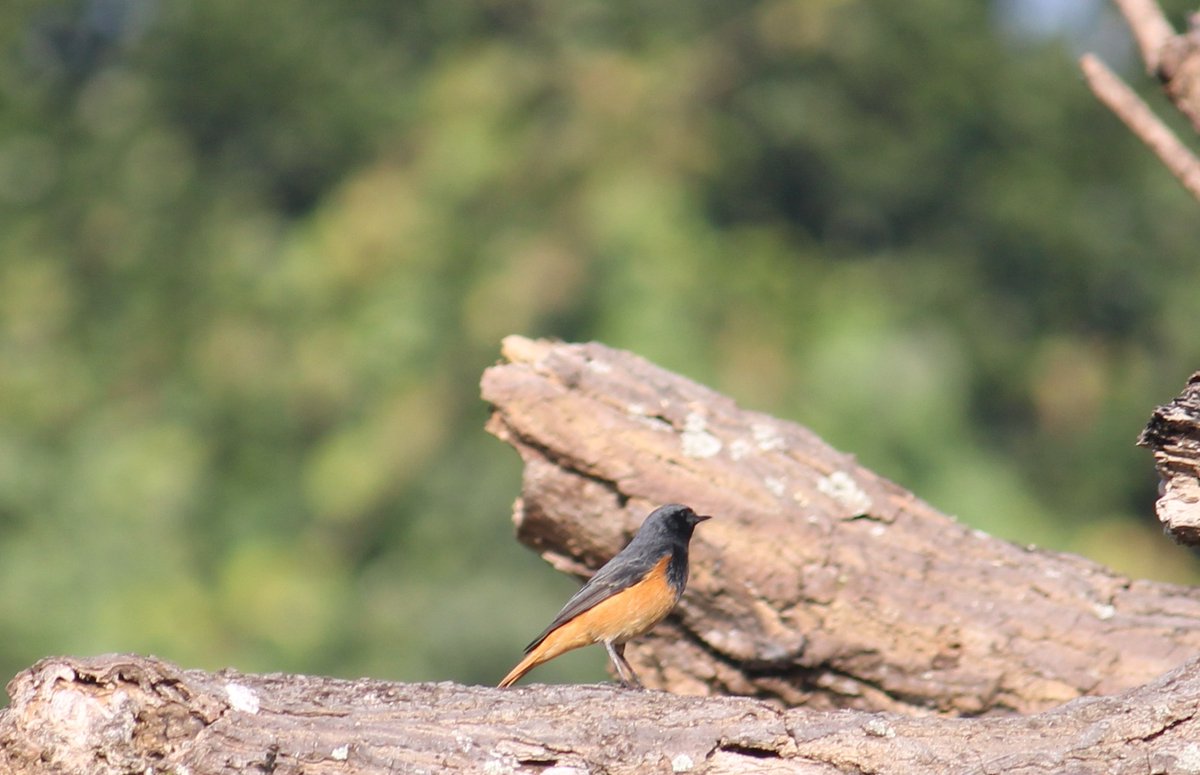 ShaswatPanda11's tweet photo. On #NationalBirdDay here are a few glimpses of a black redstart that would make a teasing apperance and disappear quickly. @IndiAves #nationalbirdday2026 #Odisha https://t.co/by6u7JsW8D