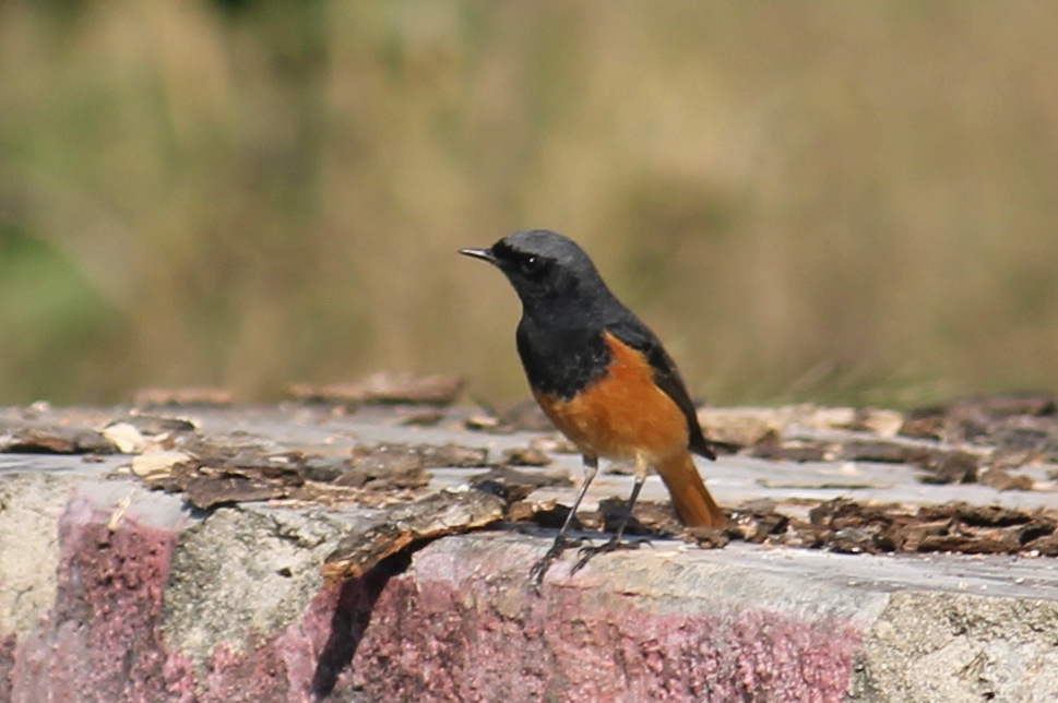 ShaswatPanda11's tweet photo. On #NationalBirdDay here are a few glimpses of a black redstart that would make a teasing apperance and disappear quickly. @IndiAves #nationalbirdday2026 #Odisha https://t.co/by6u7JsW8D