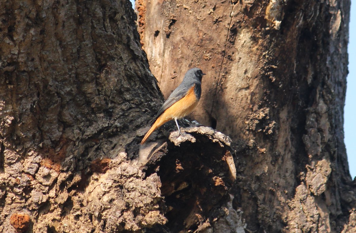 ShaswatPanda11's tweet photo. On #NationalBirdDay here are a few glimpses of a black redstart that would make a teasing apperance and disappear quickly. @IndiAves #nationalbirdday2026 #Odisha https://t.co/by6u7JsW8D
