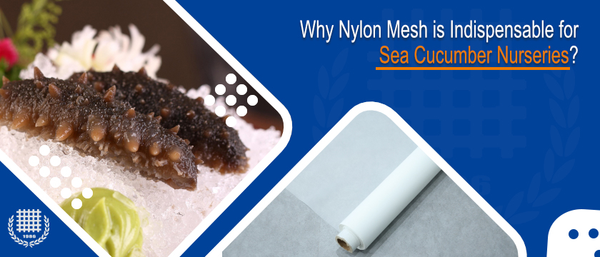 Why Nylon Mesh is Indispensable for Sea Cucumber Nurseries?

Tags
#seacucumberfryaquaculture #nurserycagefiltration #nylonmeshprecision #monofilamentfabric #sustainableaquaculturepractice

maishimfg.com/news/000000006…