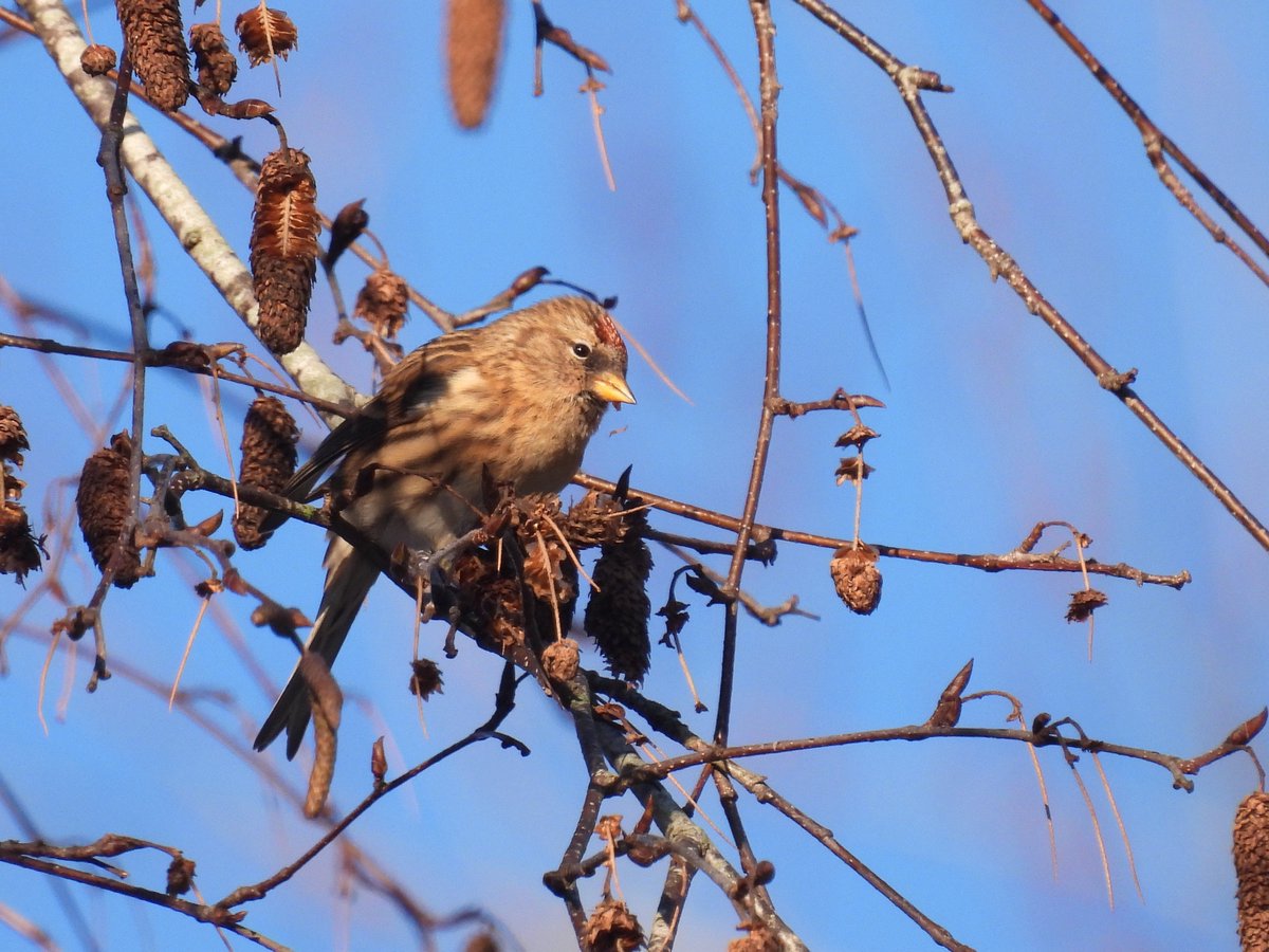 GlosterBirder's tweet image. Great morning @slimbridge_wild with @PaulDMasters 60 sp, 8 Tundra Bean Geese, 63 Bewick's Swans, 11 Cranes, 9 Snipe, 2 Water Rails, GW Egret, Marsh Harrier, 2 Peregrines, GSW drumming, Firecrest (ET Walkway), Bullfinch (South Finger), 2 Lesser Redpolls (N American pen) #GlosBirds