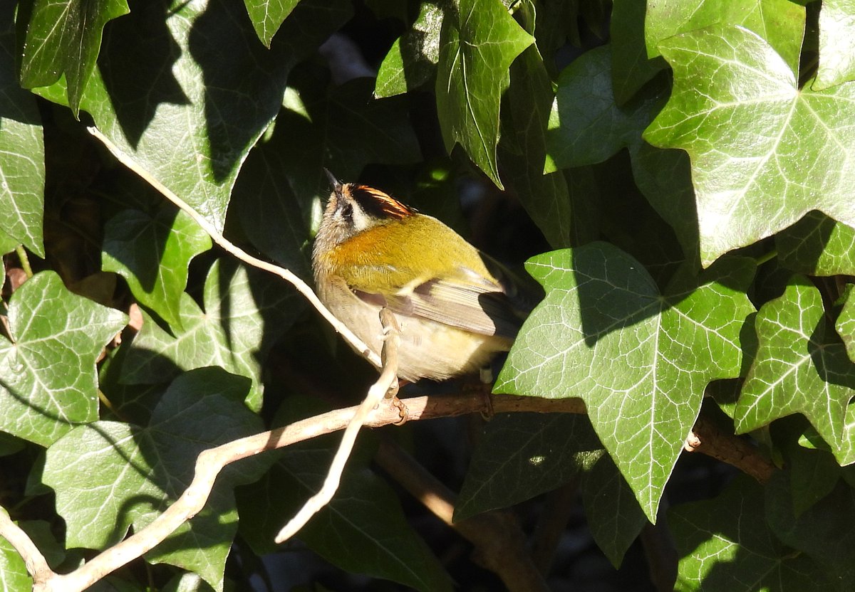 GlosterBirder's tweet image. Great morning @slimbridge_wild with @PaulDMasters 60 sp, 8 Tundra Bean Geese, 63 Bewick's Swans, 11 Cranes, 9 Snipe, 2 Water Rails, GW Egret, Marsh Harrier, 2 Peregrines, GSW drumming, Firecrest (ET Walkway), Bullfinch (South Finger), 2 Lesser Redpolls (N American pen) #GlosBirds