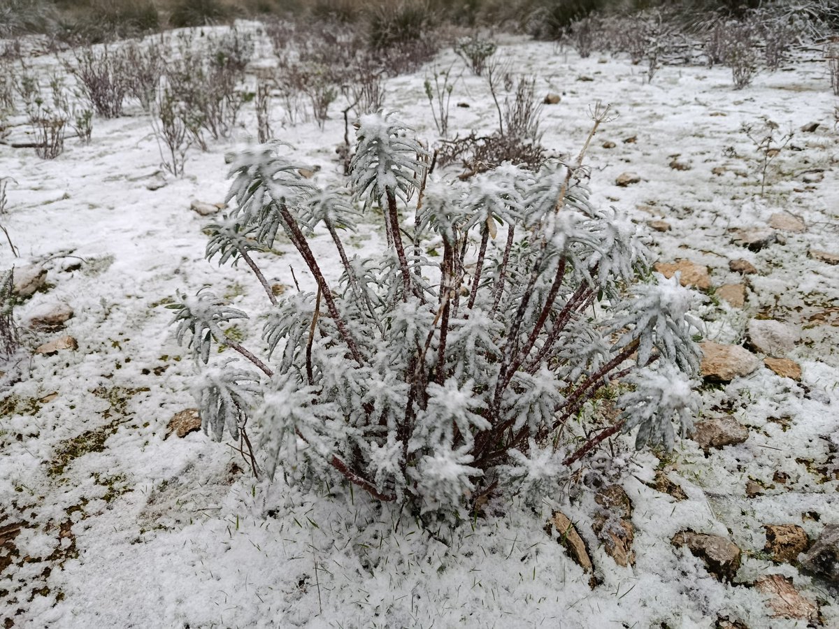 victords_2012's tweet photo. Son Torrella (850 m) ❄️
La neu fa acte de presència a les parts més altes de la Serra de Tramuntana https://t.co/2MvWH12Z6r