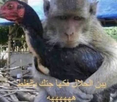 Alaa || tweet media