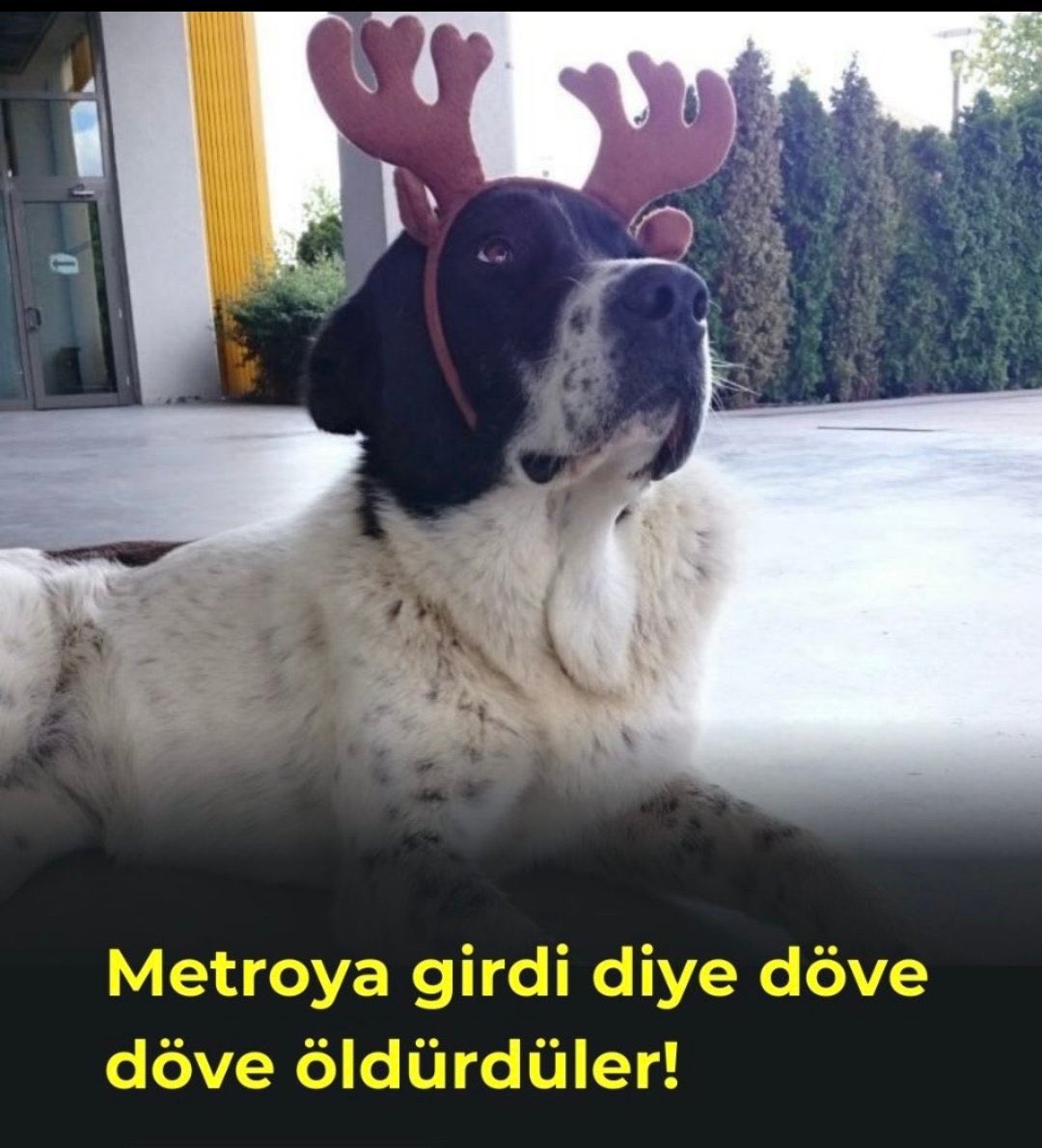 Adım Matmazel.

15 yaşıma kadar insanlara dostça yaşadım.
Sonra hakkımda bir haber yapıldı.
İnsanlar tedirgin oluyormuş. 

Ertesi gün ısınmak için girdiğim metro istasyonunda görevliler tarafından sopayla itildim. 
Kaçmaya çalışırken ayaklarım yürüyen merdivene sıkıştı.