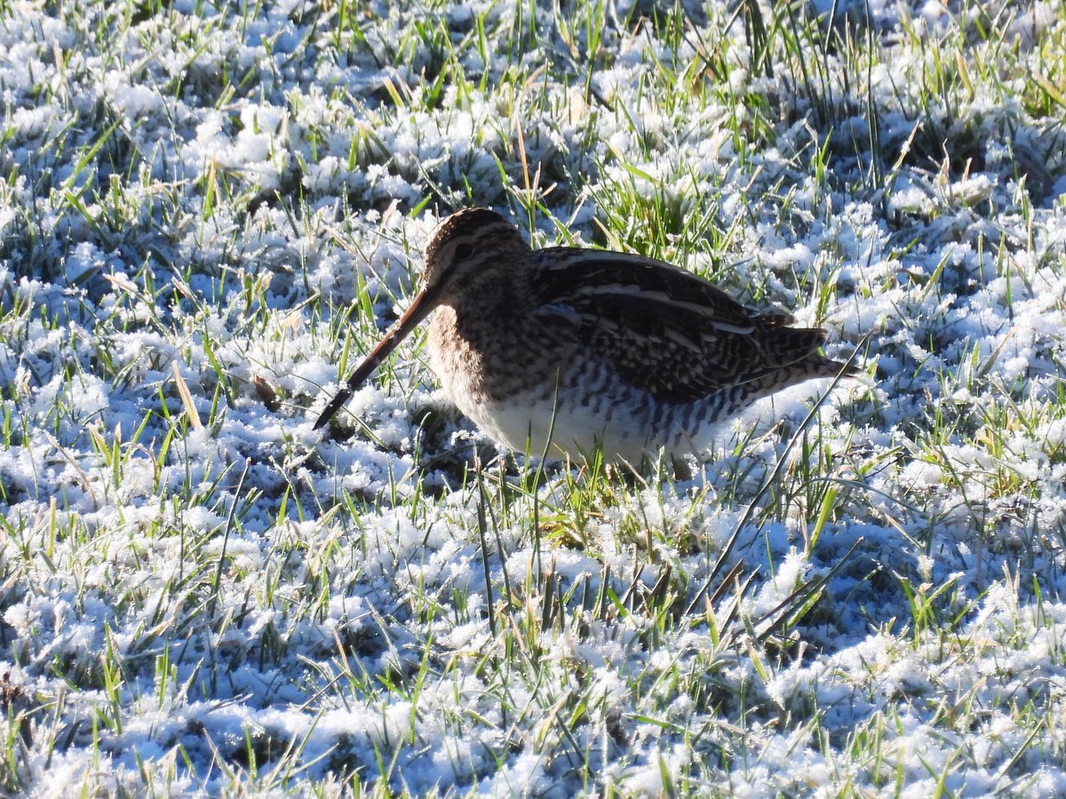 GlosterBirder's tweet image. Great morning @slimbridge_wild with @PaulDMasters 60 sp, 8 Tundra Bean Geese, 63 Bewick's Swans, 11 Cranes, 9 Snipe, 2 Water Rails, GW Egret, Marsh Harrier, 2 Peregrines, GSW drumming, Firecrest (ET Walkway), Bullfinch (South Finger), 2 Lesser Redpolls (N American pen) #GlosBirds