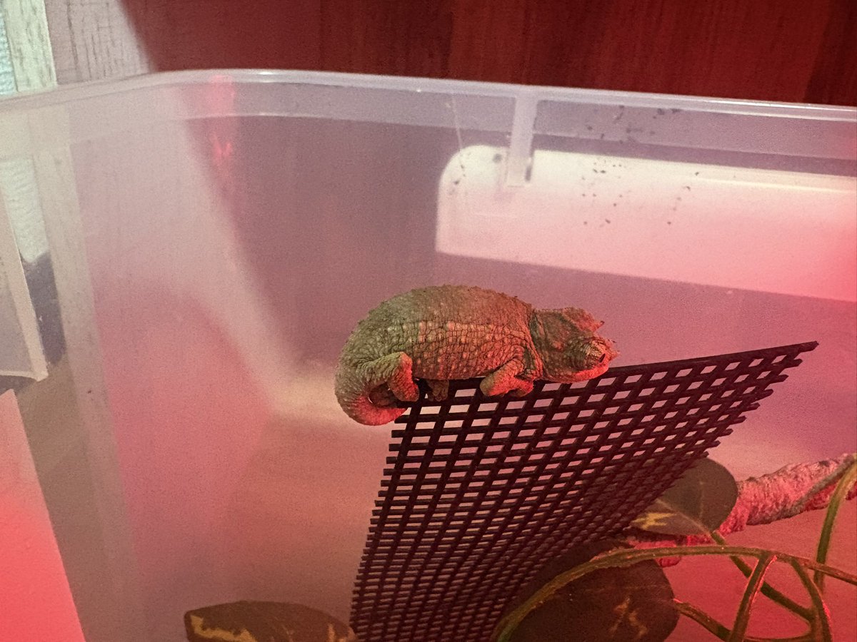 yuma爬虫類ケージ工房 (@hokakenoken) / Posts / X