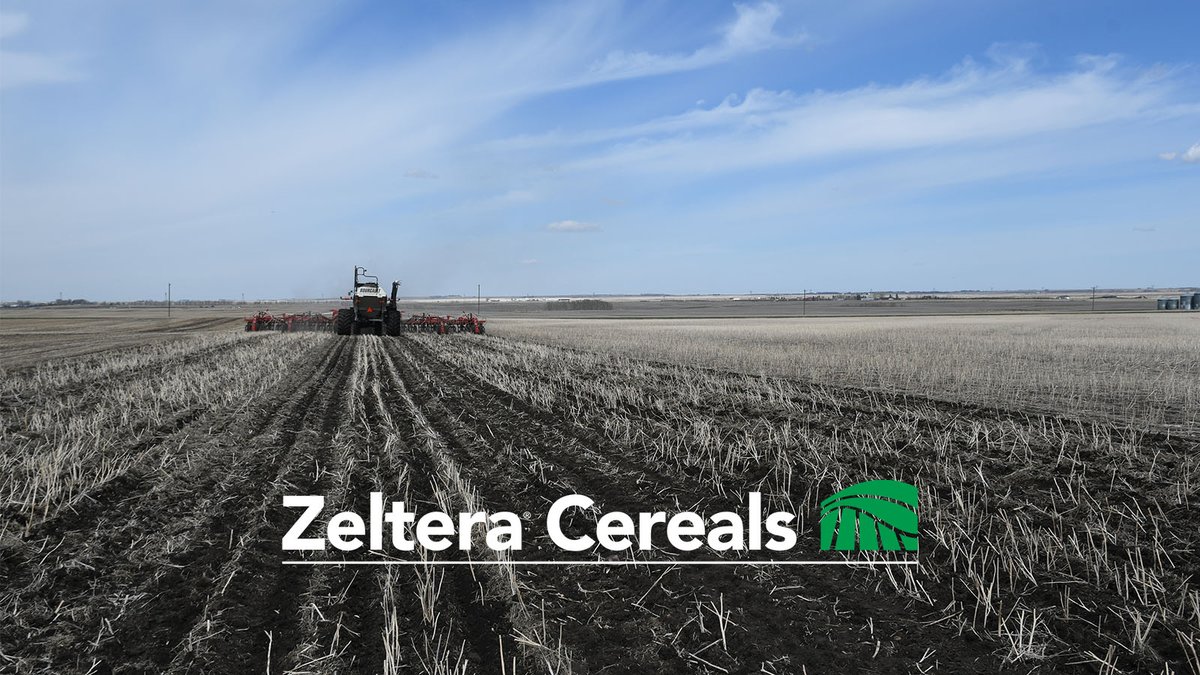 Introducing #ZelteraCereals Seed Treatment—your first step to a stronger, healthier crop! Protect your yields from the start with robust defense against seed- and soil-borne diseases. Discover more: bit.ly/4ojFVTq #WestCdnAg