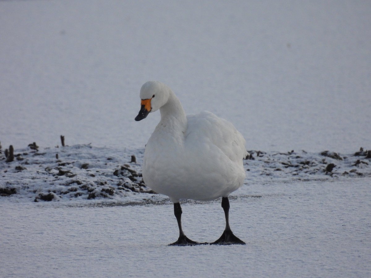 GlosterBirder's tweet image. Snow Birds (Bewick's Swans) @slimbridge_wild this morning with @PaulDMasters we dipped the Whooper. #GlosBirds