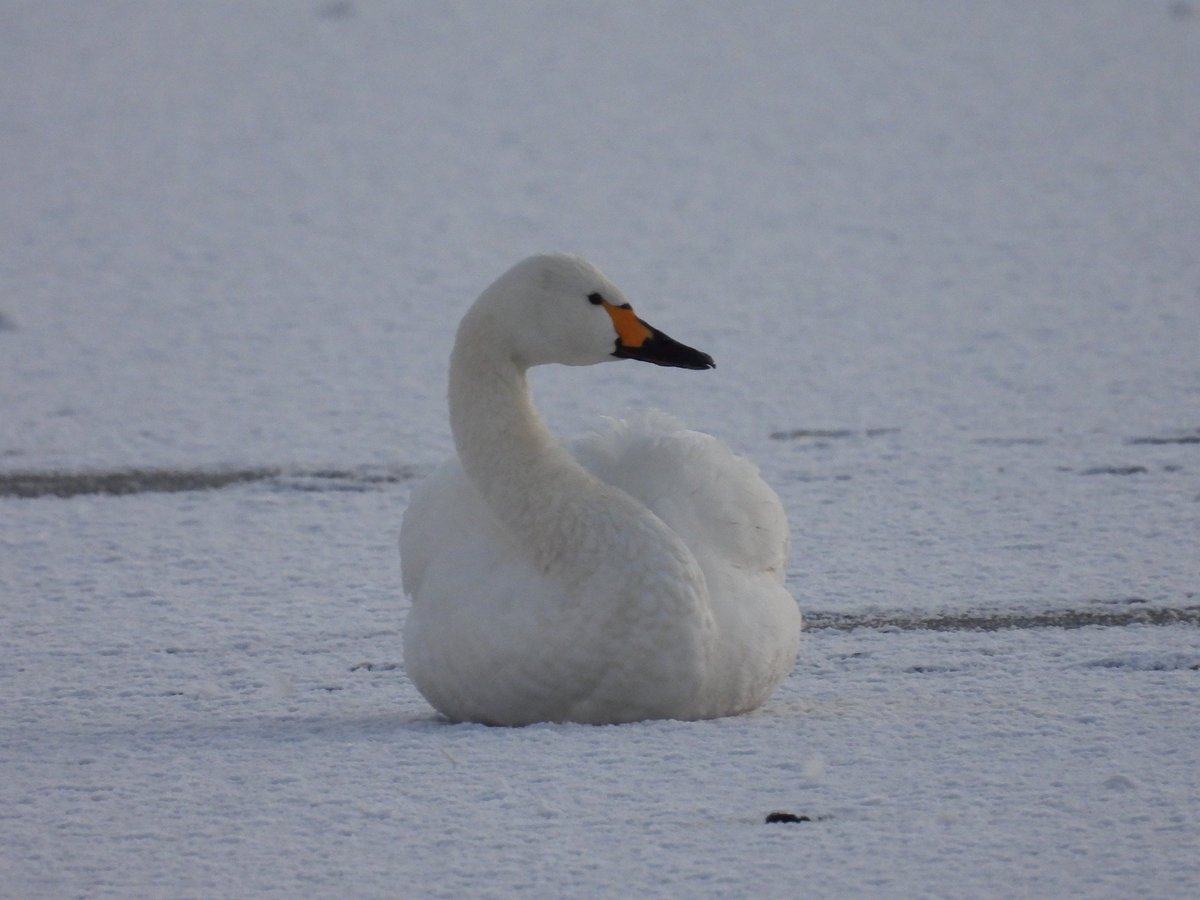 GlosterBirder's tweet image. Snow Birds (Bewick's Swans) @slimbridge_wild this morning with @PaulDMasters we dipped the Whooper. #GlosBirds