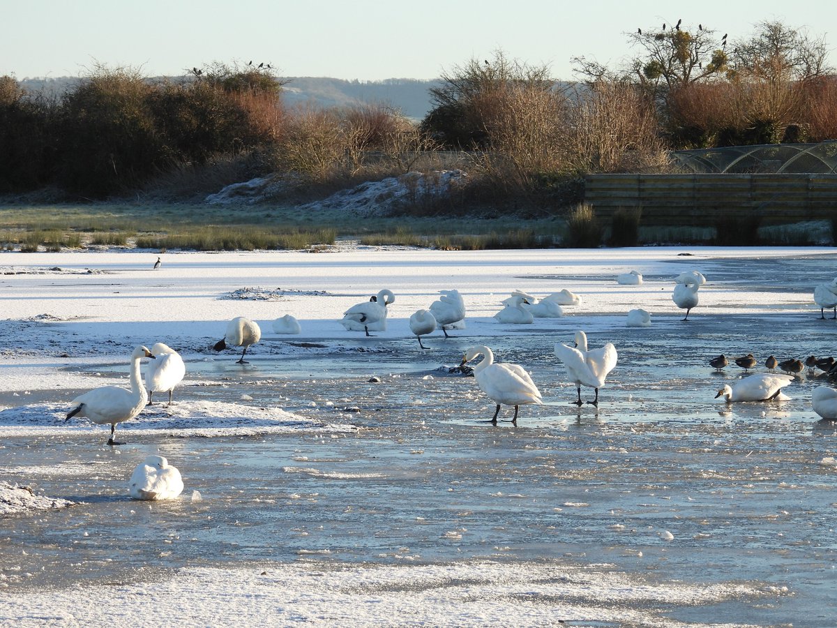 GlosterBirder's tweet image. Snow Birds (Bewick's Swans) @slimbridge_wild this morning with @PaulDMasters we dipped the Whooper. #GlosBirds