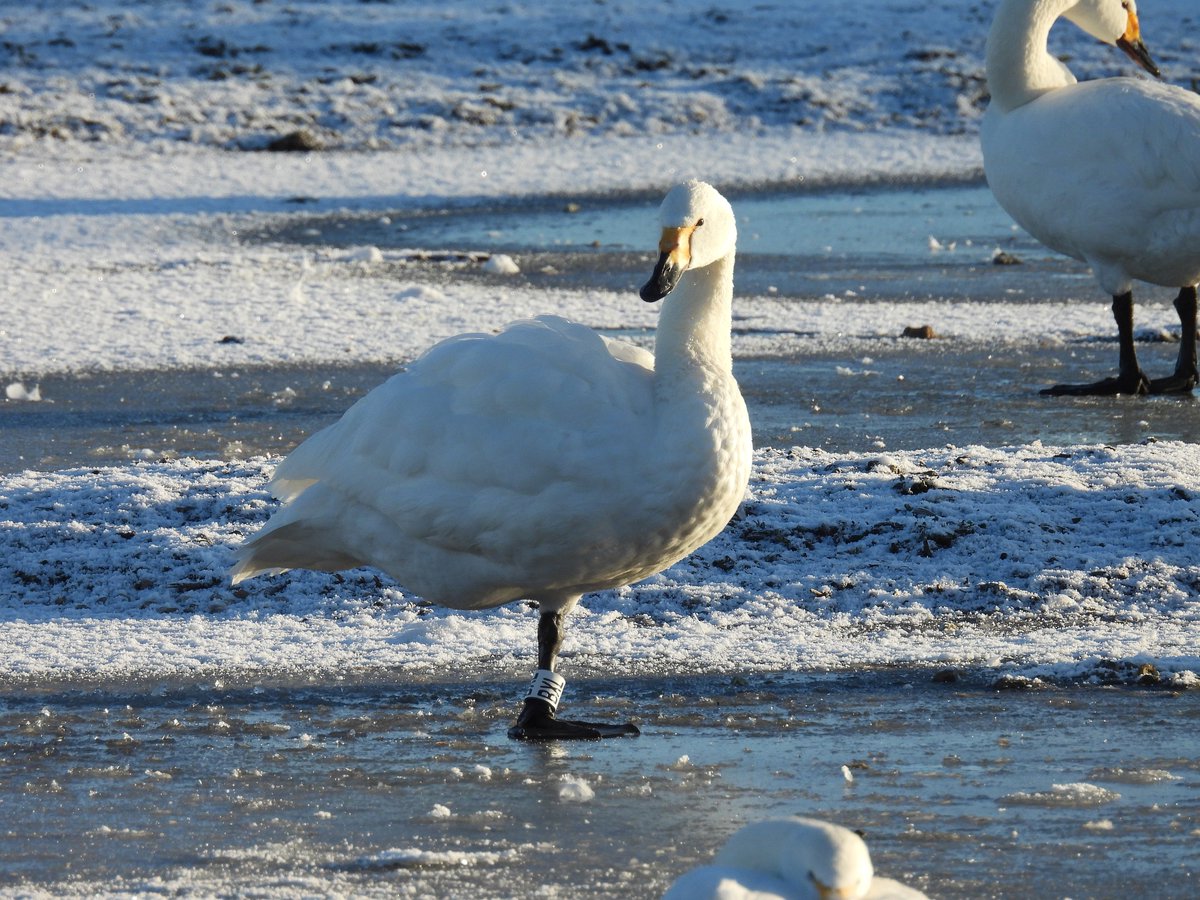 GlosterBirder's tweet image. Snow Birds (Bewick's Swans) @slimbridge_wild this morning with @PaulDMasters we dipped the Whooper. #GlosBirds