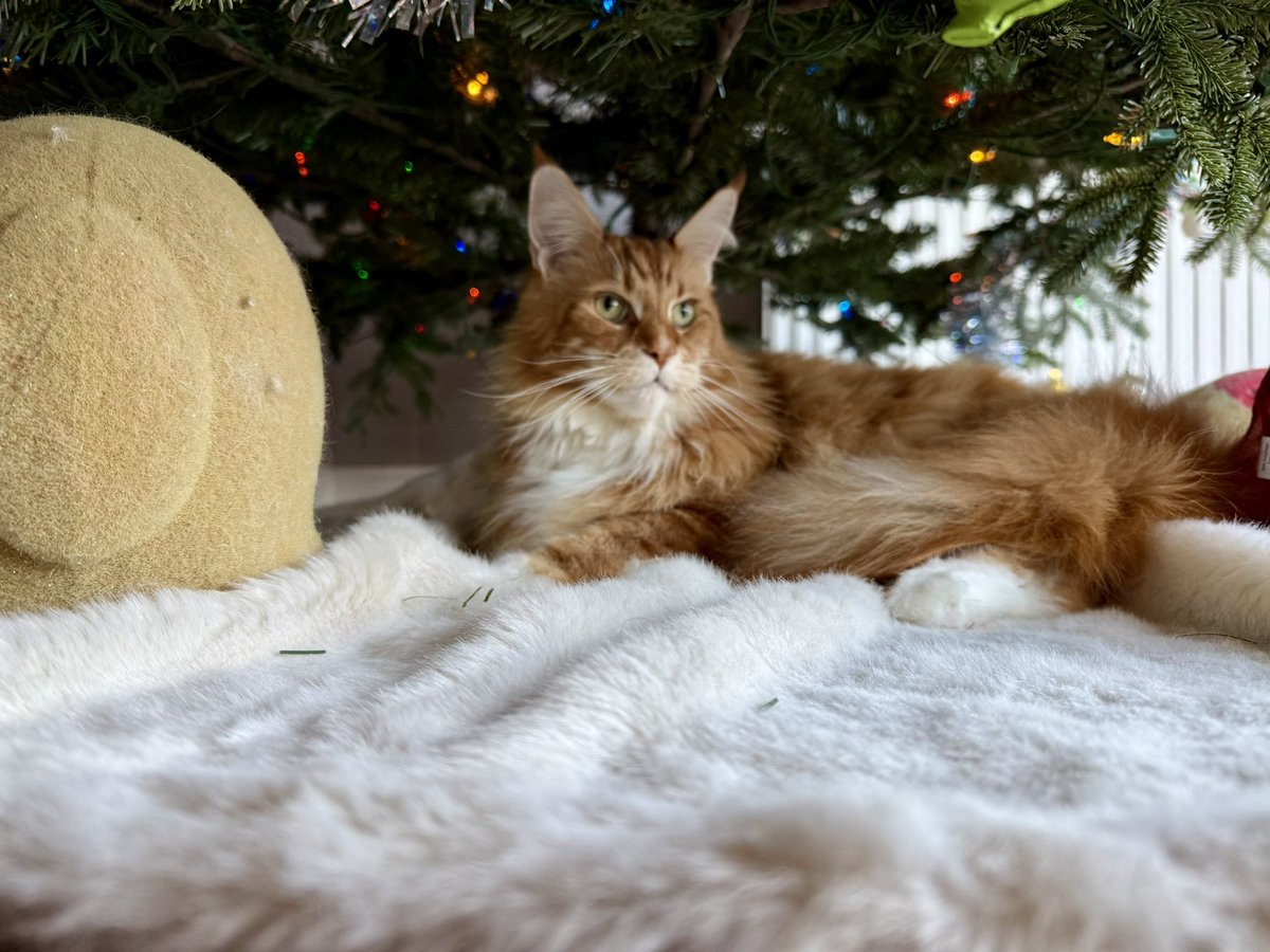 🌈 Buddy 🌈 & Gizmo 🦁🦁 tweet media