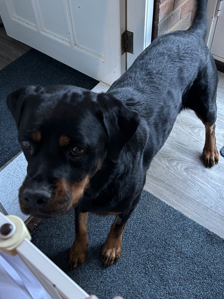 ‘Tia’  my brother &amp; sister-in-law’s dog.

Tia is another love of my life.

Earlier today, my sister-in-law asked me to visit because they need to tell me something, i instinctively knew it was concerning ‘Tia’.

It was, a few images of Tia, the last image is of Tia today, she has