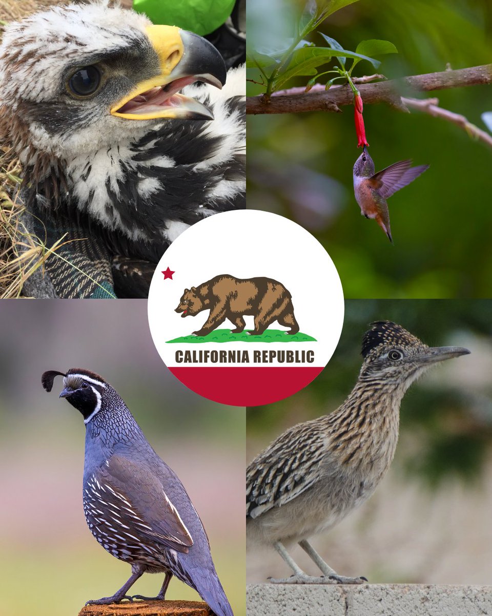 Santa Monica Mt Fund tweet media