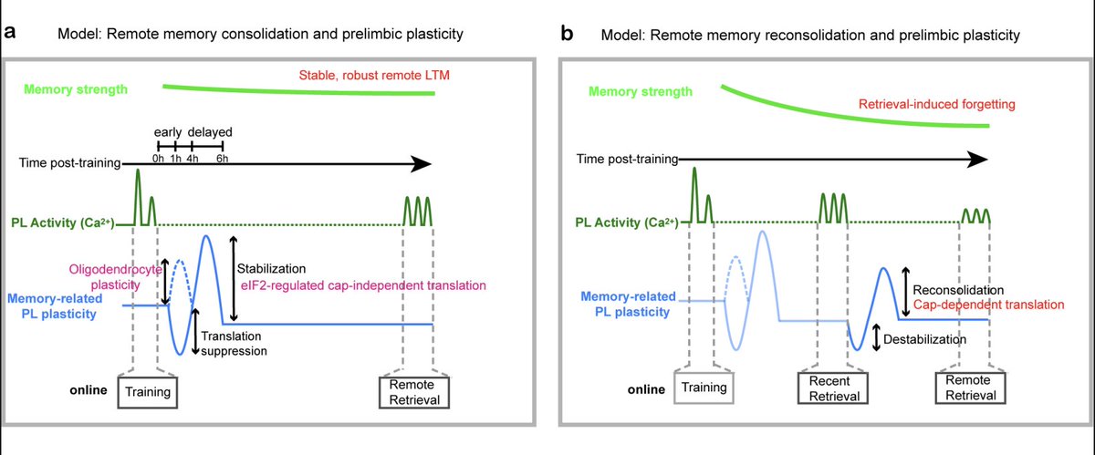 ShresthaLab's tweet image. Emotional memories persist because the prefrontal cortex engages distinct protein synthesis programs to store memories and to update them during retrieval. Read more in our latest work: 
biorxiv.org/content/10.648…