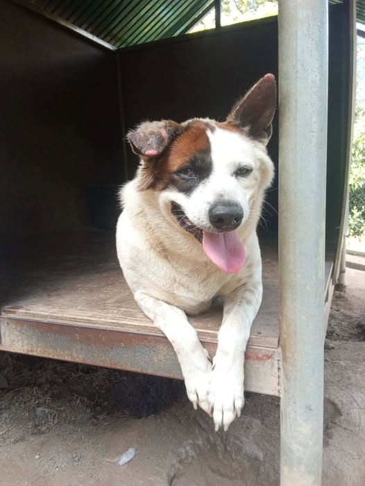 Notre beau MOUSE a un gros hématome à une oreille😢
Cela nécessite de voir le vétérinaire afin qu'il soit drainé et que des soins appropriés soient prodigués
Courage mon bébé 💪
Nous lançons un appel aux dons pour ses frais vétérinaires
Merci pour lui 💗

buy.stripe.com/28oaEKa6Zfa55D…
