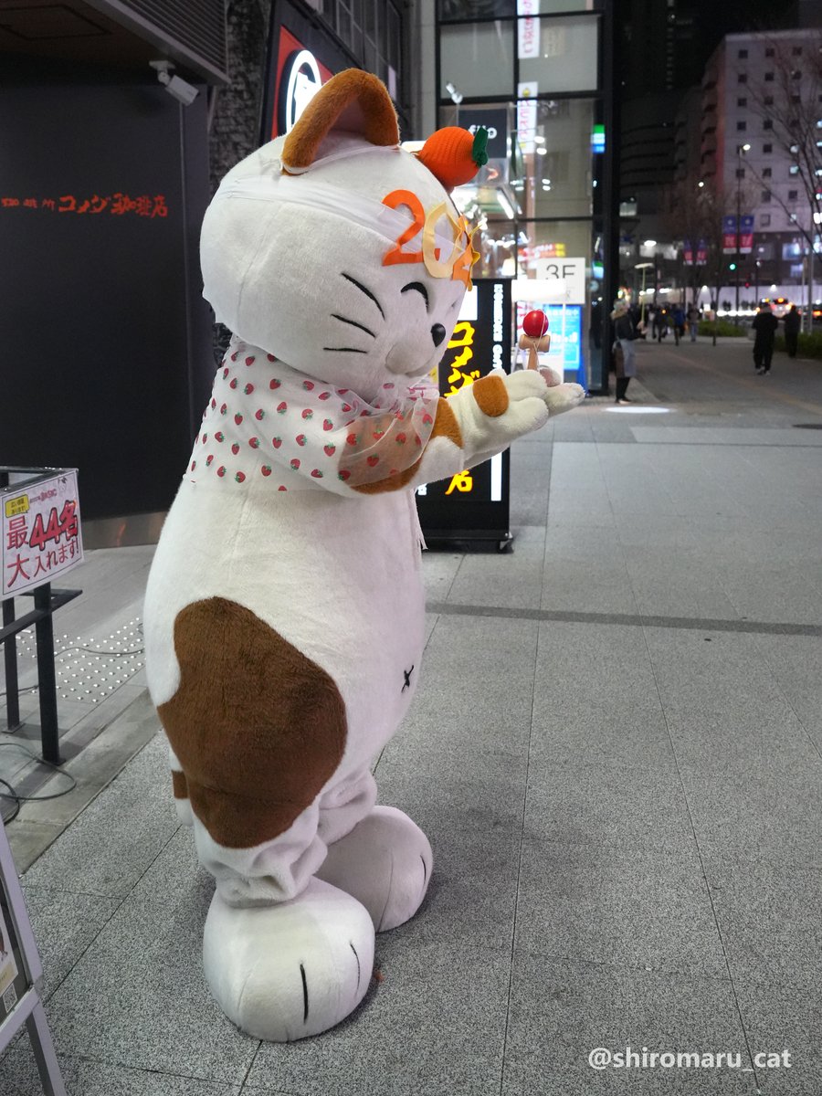 Shiro -しろ- (@shiromaru_cat) / Posts / X