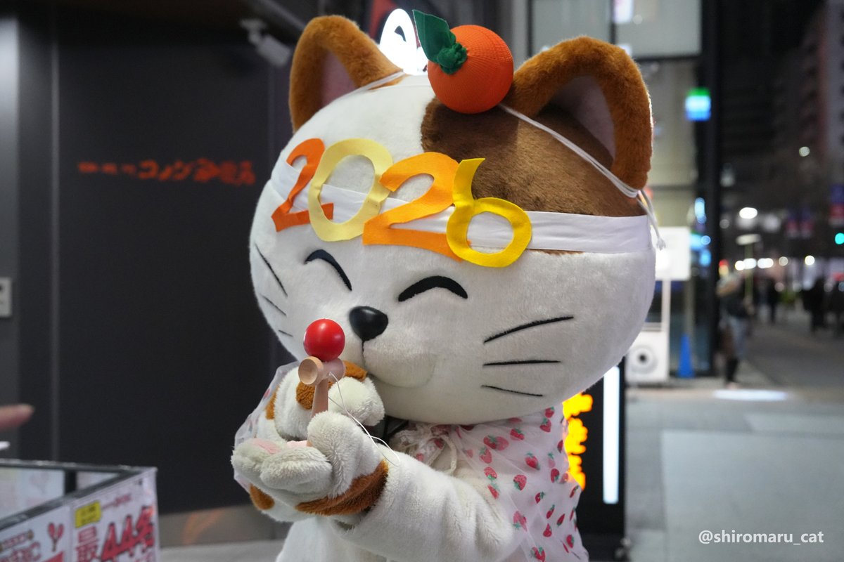 Shiro -しろ- (@shiromaru_cat) / Posts / X