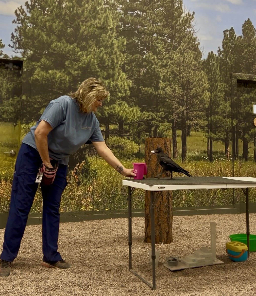 ArizonaDEQ's tweet photo. Have you ever seen a bird recycle? ♻️
Meet Azul (aka The Recycling Bird) at the White Mountain Nature Center! With the help of volunteers, Azul shows off her skills during raptor training shows by dropping items into the recycling bin like a pro.
#ADEQCommunity #NationalBirdDay https://t.co/OMFUl4MzOb
