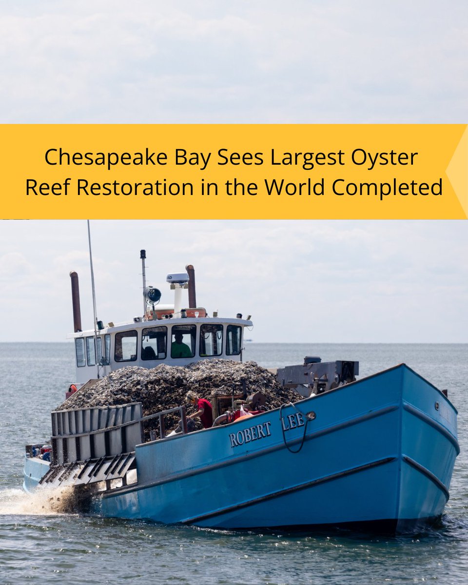 In the fall of 2025, the Chesapeake Bay witnessed a milestone conservation achievement: the world's largest-ever oyster reef restoration. 

And the 1,900 acres of new oysters may only be the beginning.

Learn more ➡️ fondriest.com/news/chesapeak…

PC: Will Parson.