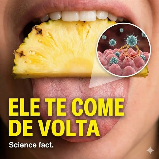 neideboaski's tweet photo. SUPER INTERESSANTE  SOBRE O ABACAXI E NOSSA LÍNGUA

Você já percebeu que, depois de comer muito abacaxi, a língua começa a arder, coçar ou ficar sensível? 🍍😖
Muita gente acha que é alergia ou exagero; mas a explicação é bem mais curiosa e até divertida.
A verdade é quase uma revanche da natureza; enquanto você come o abacaxi, o abacaxi também tenta comer você.
Essa fruta deliciosa contém uma enzima chamada bromelina. A função natural dessa enzima é quebrar proteínas. Não por acaso, ela é usada até hoje para amaciar carne; basta lembrar das receitas que indicam abacaxi para deixar o bife mais macio.
Agora vem o detalhe que quase ninguém se dá conta; a sua língua, a parte interna da boca e a mucosa são feitas basicamente de proteína. Quando você mastiga o abacaxi cru, a bromelina entra em ação ali mesmo, começando a “digerir” superficialmente essas proteínas.
O resultado é aquela sensação estranha; ardência, coceira, formigamento e, em alguns casos, pequenas aftas temporárias. Não é queimadura; não é machucado; é uma reação química acontecendo em tempo real.
A boa notícia; essa batalha só acontece na boca. Assim que o abacaxi chega ao estômago, o ácido gástrico destrói a enzima rapidamente. Ou seja; ela não continua te digerindo por dentro, fique tranquilo.
Por isso, quanto mais maduro e mais você consome o abacaxi cru, maior tende a ser a sensação. Quando ele é cozido ou grelhado, a bromelina é desativada pelo calor; e o desconforto praticamente desaparece.
Curioso pensar que algo tão doce, refrescante e saudável carrega um pequeno mecanismo de defesa natural, né? A planta não faz isso para nos atacar; é apenas uma estratégia biológica que acabou encontrando a nossa boca no caminho.
Então da próxima vez que sua língua reclamar depois do abacaxi, você já sabe; não é frescura, é ciência acontecendo. E sim; a batalha na boca é real 😅