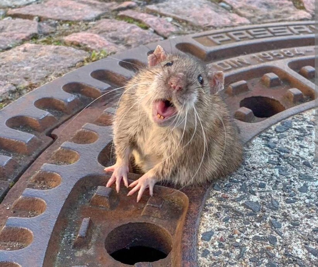 SeanDoneDeal's tweet image. Musste grad an diese südhessische Legende denken....