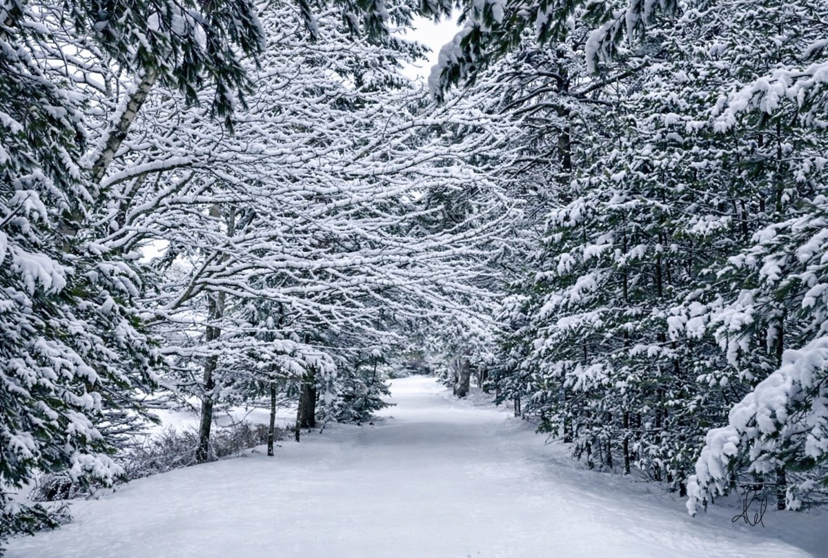 Helena_Corvina's tweet photo. “There’s just something beautiful about walking on snow that nobody else has walked on.”
~Carol Rifka Brunt, Tell the Wolves I'm Home

(my📷)