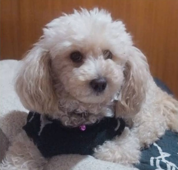 Buscan a Maya, perdida el 1 de enero desde calle Educadora Adela Edwards, cercana a la intersección de las avenidas Guanaco y México en la comuna de Recoleta. Si alguien la ve, por favor retener y comunicarse al +56920714164. Favor RT!
#Recoleta
