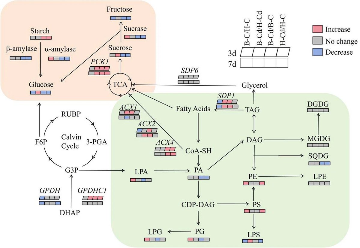 Planta_Journal tweet media