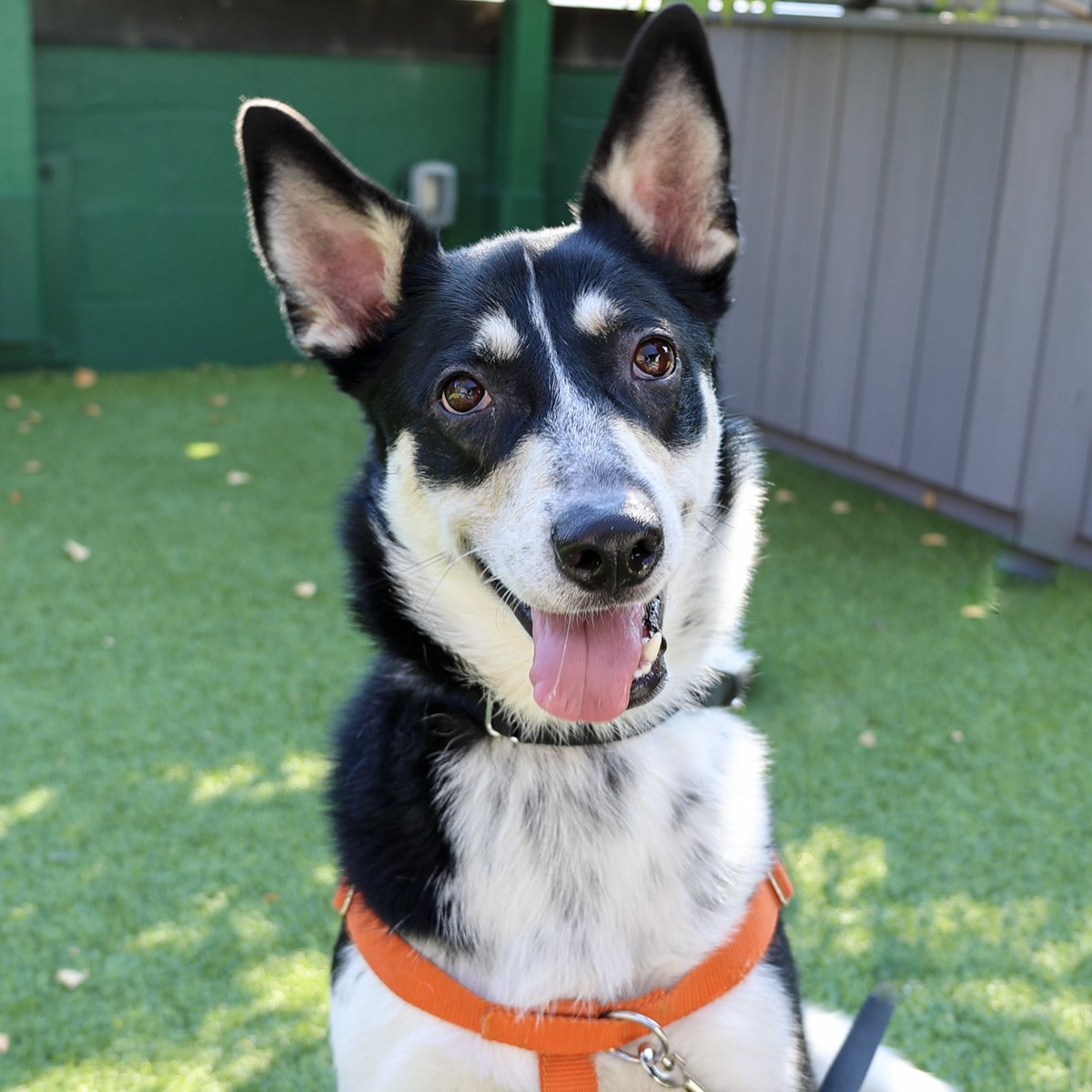 PAWSChicago tweet media