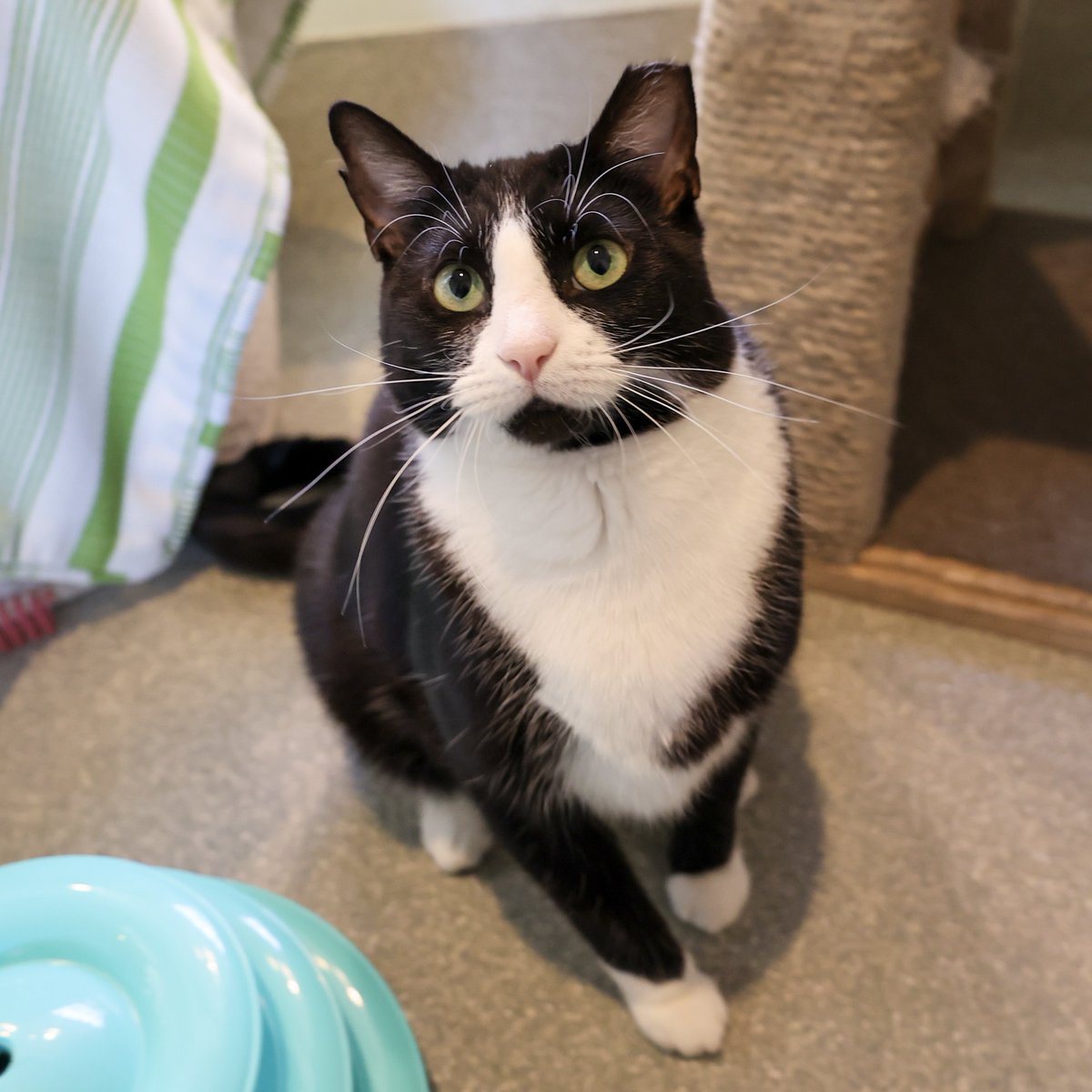 PAWSChicago tweet media