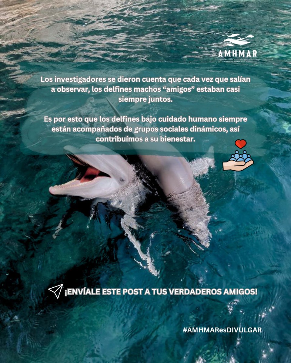 👉¿Crees que sea posible hacer más lento el envejecimiento en delfines?🐬
¡Sigue a AMHMAR en redes sociales y aprende con nosotros!

#MamíferosMarinos #2026 #marinemammals #AMHMAResDIVULGAR #ocean